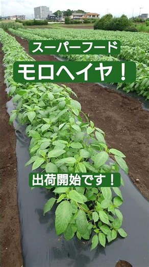 今年は、梅雨らしい梅雨のおかげで、モロヘイヤが順調に成長しました！これから、2ヶ月間、出荷頑張ります！ #出荷開始 #かなり順調 #梅雨のおかげ #良い成長 #モロヘイヤ