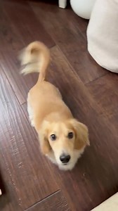 So much safer with the ramp! 🐶🐾​​ Check out dachramp here ➡️ https://pulse.ly/3frnheeb8u | Sausage Dog Central