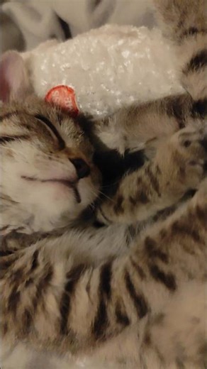 Cute sleepy kitten ❤️