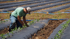 Mountain Research Station