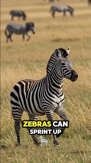 Zebra’s 40 MPH Dash Across the Plains – Speed and Strength! 🏃‍♂️⚡ #ZebraSpeed #AnimalPower #shorts