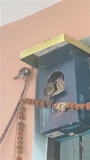 House Sparrows and Baby 𓅪🐦🕊️at Nest Box #nature #naturevideo #birds