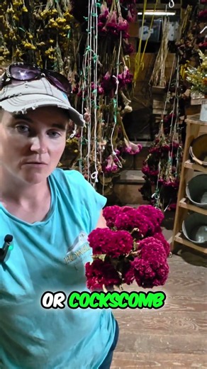 Celosia Flower: Brains or Coral Reefs? Stunning Reds! #shorts