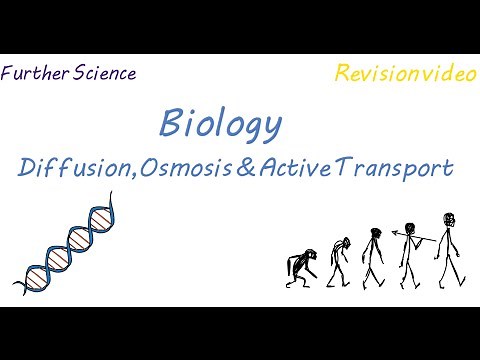 B3: Diffusion, Osmosis & Active Transport (Revision)