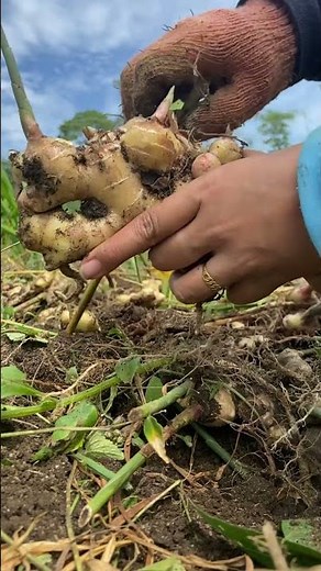 ASMR cleaning ginger #shorts #viral #ginger