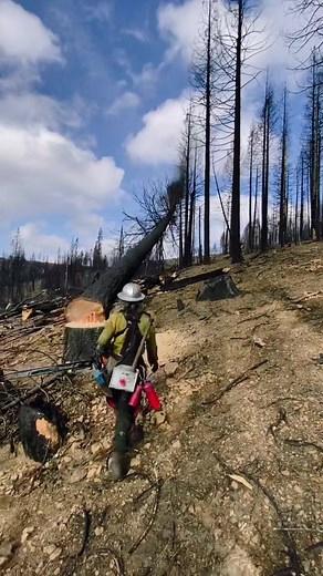 Just when we thought we were done! #fireseason #faller #treefelling #treefalling #femalefaller #arborist #femalearborist #caldorfire #chainsaw #stihl
