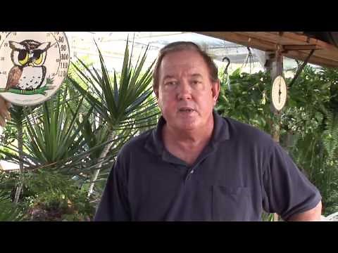 How to Winterize a Climbing Rose Plant