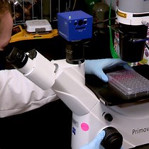 Video: A Cost Effective and Adaptable Scratch Migration Assay