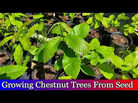 Growing chestnut trees from seed - 94% Germination Rate - 2019 Seedlings