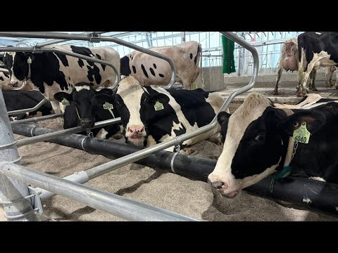 The Big Dairy Dreams. The Journey to high Milk Production and how this is becoming a reality.