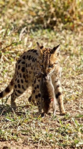 Serval Hunts at Lightning Speed 😱This Wild Cat Jumps Like a Sniper.The Fastest Kill You’ll Ever See.