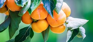 Caring for a Persimmon Tree | DoItYourself.com
