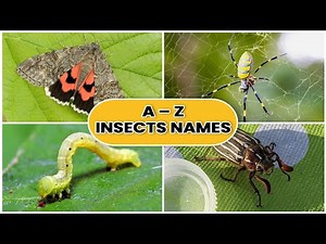 A to Z Insects and bugs names | Vocabulary | Insect For Kids | Kids learning video | Alphabets |