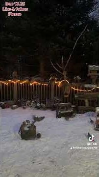 Mourning Doves at Dawn ,Peanut Butter Club , By R Conyard#mourningdoves #doves #wildbirds