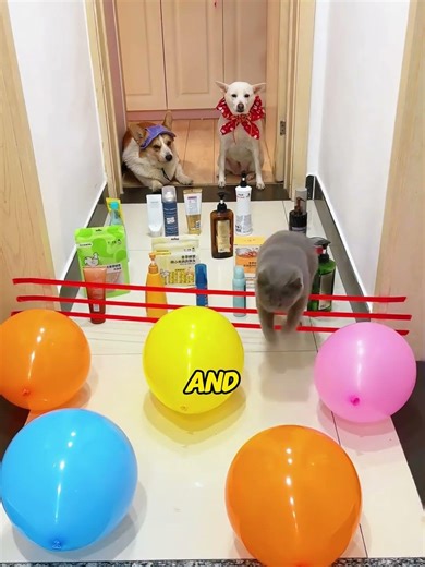 This cat's intelligence far surpasses that of two dogs. #pets #interesting