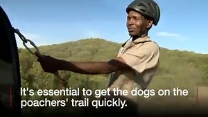 Meet the parachuting pooches on the front line of the war against the illegal ivory trade... | BBC Breakfast
