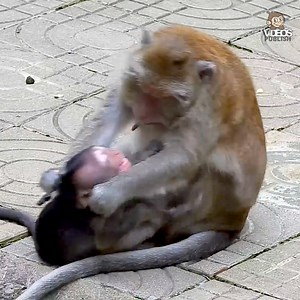Oh God..! Poor baby Boston crying shaking mouth hungry milk, but mother no milk for baby | Monkey News 24/7