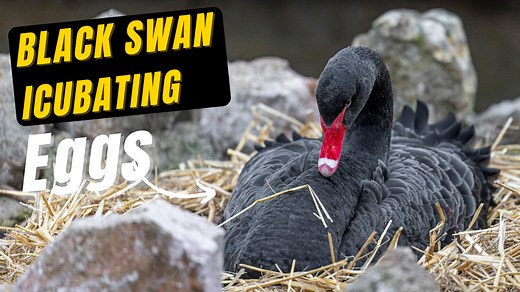 13K views · 482 reactions | The black swan parents have now laid all of their eggs and have started their incubation period. The eggs will hatch after about 35-41 days of incubating. Once they've all hatched, they will move off the nest and explore within hours. | Coast Cams | Facebook