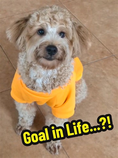 He just wants to play fetch all day. 🤷🏻‍♀️🤦🏻‍♀️ #funnydog #dogmeme #doghumor #shihpoo #dogsoftiktok