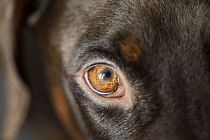 Dog Eye Stye: Causes, Symptoms, Q&A (Don't squeeze them!)
