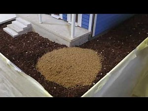 New Orleans termites eat a tiny house from the inside out