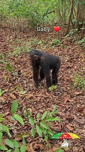 394K views · 6.9K reactions | Chaque pas, chaque déplacement de Gaby est une invitation à la danse  Every step, every movement of Gaby is an invitation to dance  | Association Papaye International | Facebook
