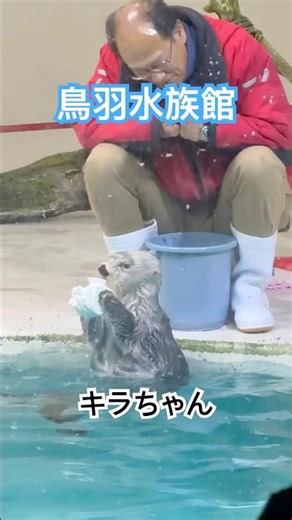 クルクル回るキラちゃん #鳥羽水族館 #ラッコ #ラッコのキラちゃん