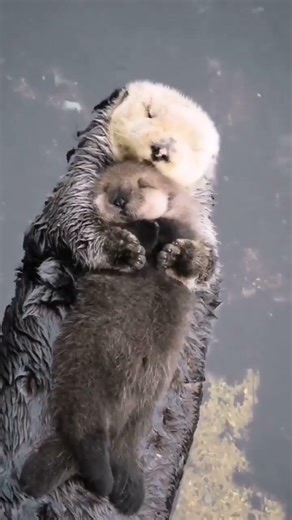Cute Otters Compilation 🦦