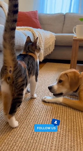 Mama Cat’s First Moment Protecting Her Babies 😭🐾 | Kitty zone