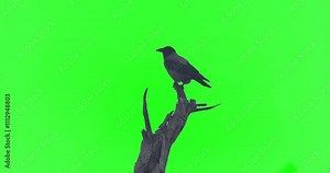 Black crow bird flying from tree branch green screen slow motion