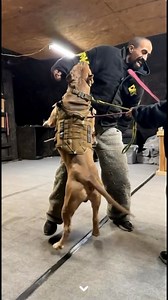 90K views · 1.7K reactions | Training day ❤️﫡 #reels #dog #viral | I am the HULK | Facebook