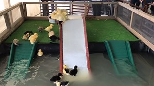 😍🐥🦆Only 29 days until you can see the Young MacDonald's Farm baby ducks on a slide! 😍🐥🦆 Buy your tickets now to save $5 off of admission! https://www.eventbrite.com/e/2018-state-fair-of-virginia-online-tickets-46443443590?aff=SummerofSavings | State Fair of Virginia