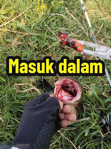 katakita soft frog Indonesia soft frog killer gacor berkualitas awet dan nyenengin pokoknya ya 😁👆 kamu suka yang seri apa??? #mancing #casting #gabus ya #katakita #softfrog aja 😍👍