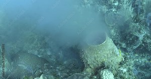 A sea sponge, a hermaphroditic animal, expels sperm or eggs in a close-up shot from above, displaying its unique reproductive strategy.
