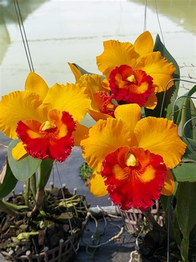 Cattleya chaweewan delight #hoalanhocmon #cattleya #hoatet