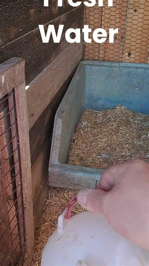 How to Set Up a Broody Coop 🐔🥚