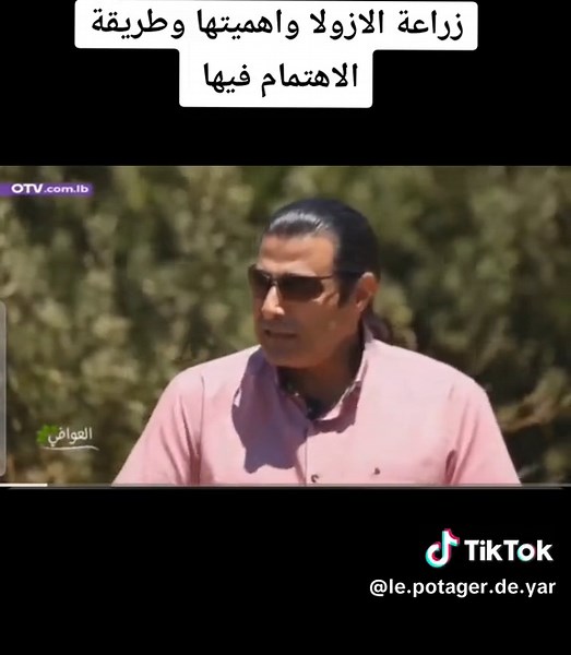 Azolla: النبات الخارق للزراعة المستدامة