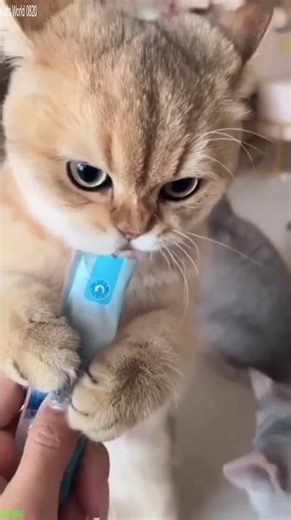 Funny Pets 😅 New Funny Cats 2024 😻 # Ep 4502