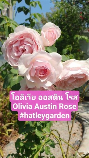 โอลิเวีย ออสติน โรส Olivia Austin Rose #flowers #davidaustinroses #hatleygarden