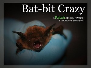 Bat-bit Crazy: 'The Midwest is Just Unbelievably Infested with Bats'