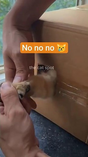 How to Trim Your Cat’s Nails Easily 🐱✂️ | No Scratches! #CatCare #TrimCatNails #CatTips #CatLovers