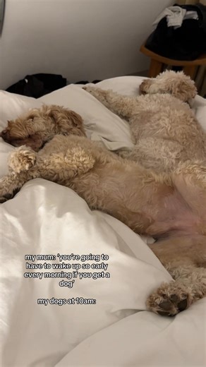 Early? Don’t know her🤭 #cockapoo #sleepingin #dogsofinstagram #dogmum #velcrodog #dogsofinsta #cockapoopuppy #cockapoos #doglife #explore | Milo & Noah