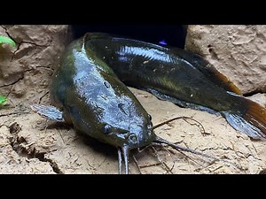 Experiment: Coca, Pepsi and Mentos Catch Giant Frogs, Fish, Crabs In The Cave