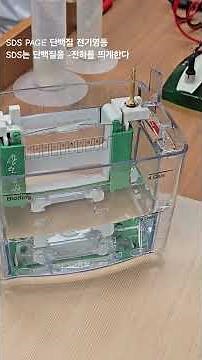 SDS PAGE 단백질 전기영동 #Protein marker #Electrophoresis #protein loading #biology #biocampus #V=IR