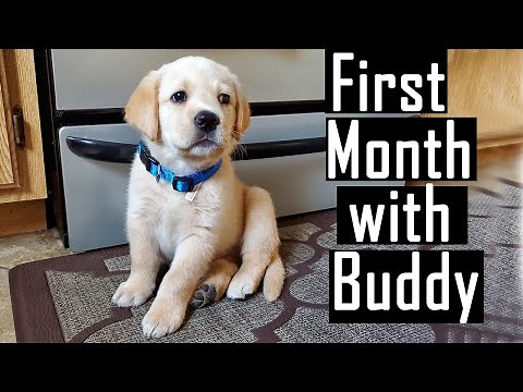 First Month Experience with our Labrador Puppy (Lot of Cute Experiences and Photos)