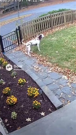 When an Unexpected Guest Shows Up and Gets Scared Off! 😂 #funnypets #unexpectedguest #dogheroes