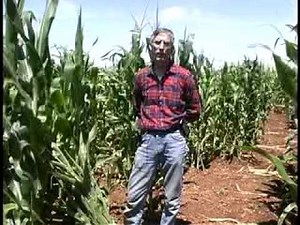 Rootworm damage in Corn