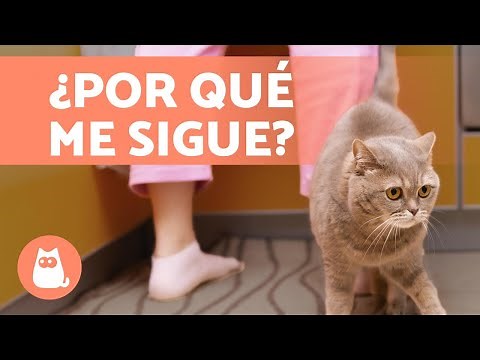 ¿Por qué MI GATO me SIGUE a todas partes? 🐱🐾 6 RAZONES