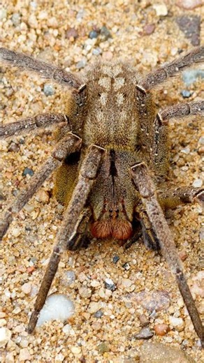 Las Arañas Más Venenosas del Mundo 🕷️🔥