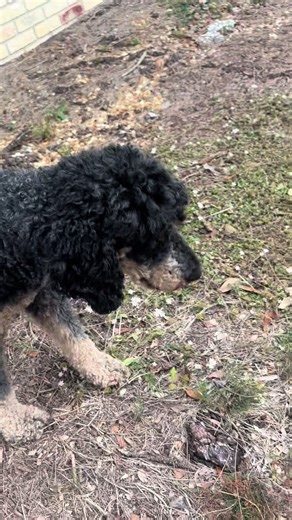 Owner did not want any “pom poms.” This Standard Poodle enjoys the good life running on acreage, just being a dog. No poms, just a great bath, dry, blowout, and tight cut. She was a wiggly worm, certainly challenging, but also super loving. 🥰 I love all the dogs! #doggrooming #cateredk9 #standardpoodle #doglife #nprfl